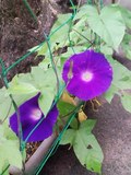img541.jpg